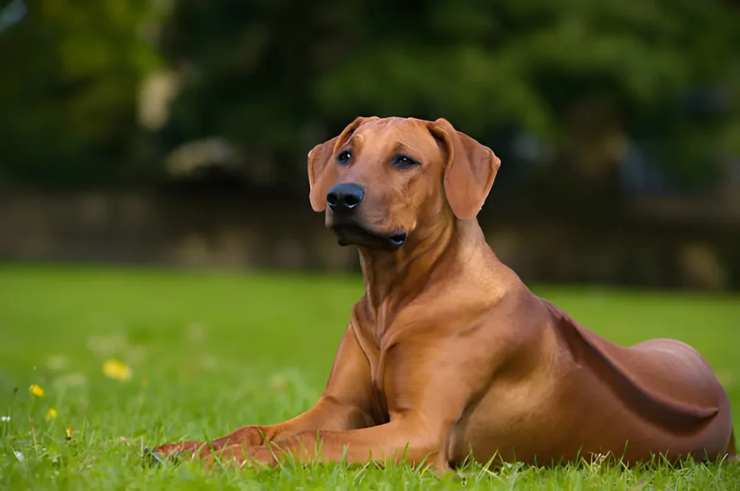 Rhodesian Ridgeback dog lying on green grass showing distinctive ridge along back