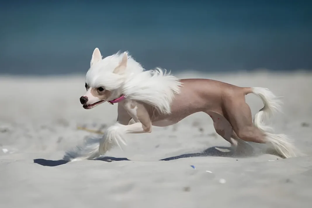 chinese-crested-dog-running-outdoors-in-nature