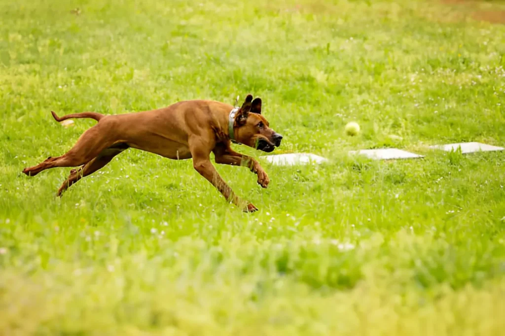 Rhodesian Ridgeback running exercise in fenced yard showing athletic ability