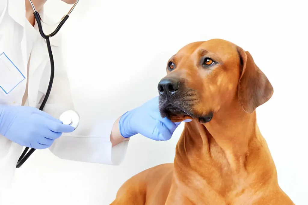 Rhodesian Ridgeback health check showing hip dysplasia OFA screening