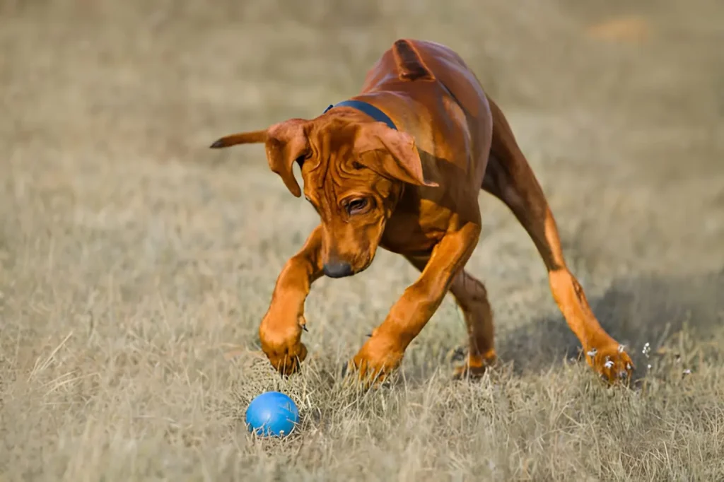 Rhodesian Ridgeback puppy training with positive reinforcement methods