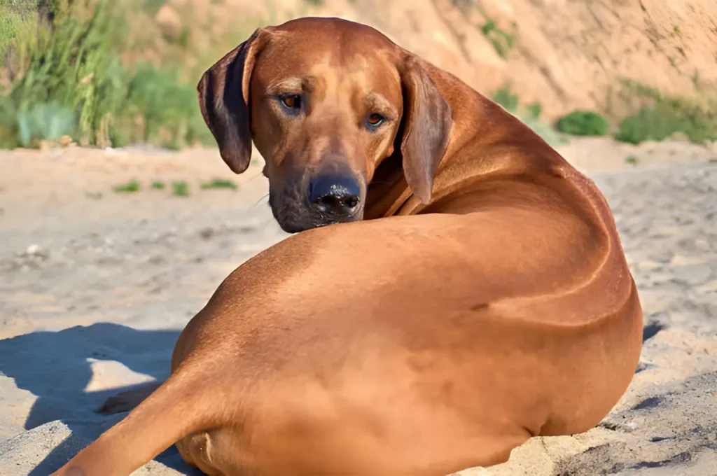 Close-up of Rhodesian Ridgeback distinctive ridge of backward-growing hair on spine with crowns