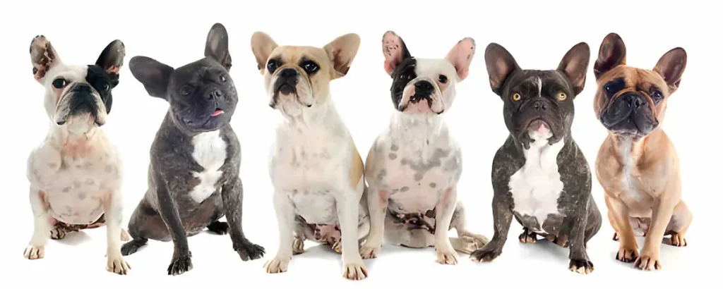 French Bulldog coat colors including brindle, fawn, white and color combinations showing breed variety